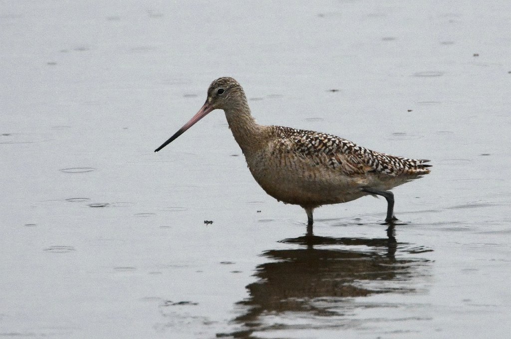 Sandpiper, Marbled Godwit, 2016-04026051 Chincoteague NWR, VA.JPG - Marbled Godwit. Chincoteague National Wildlife Refuge, VA, 4-2-2016